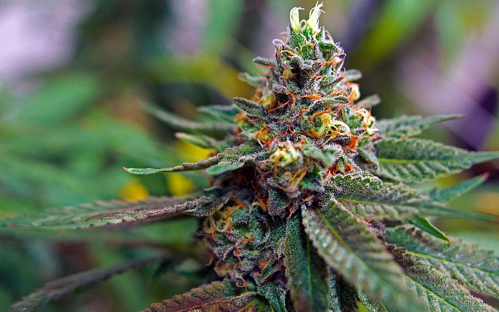 que es el cbd: planta de cannabis